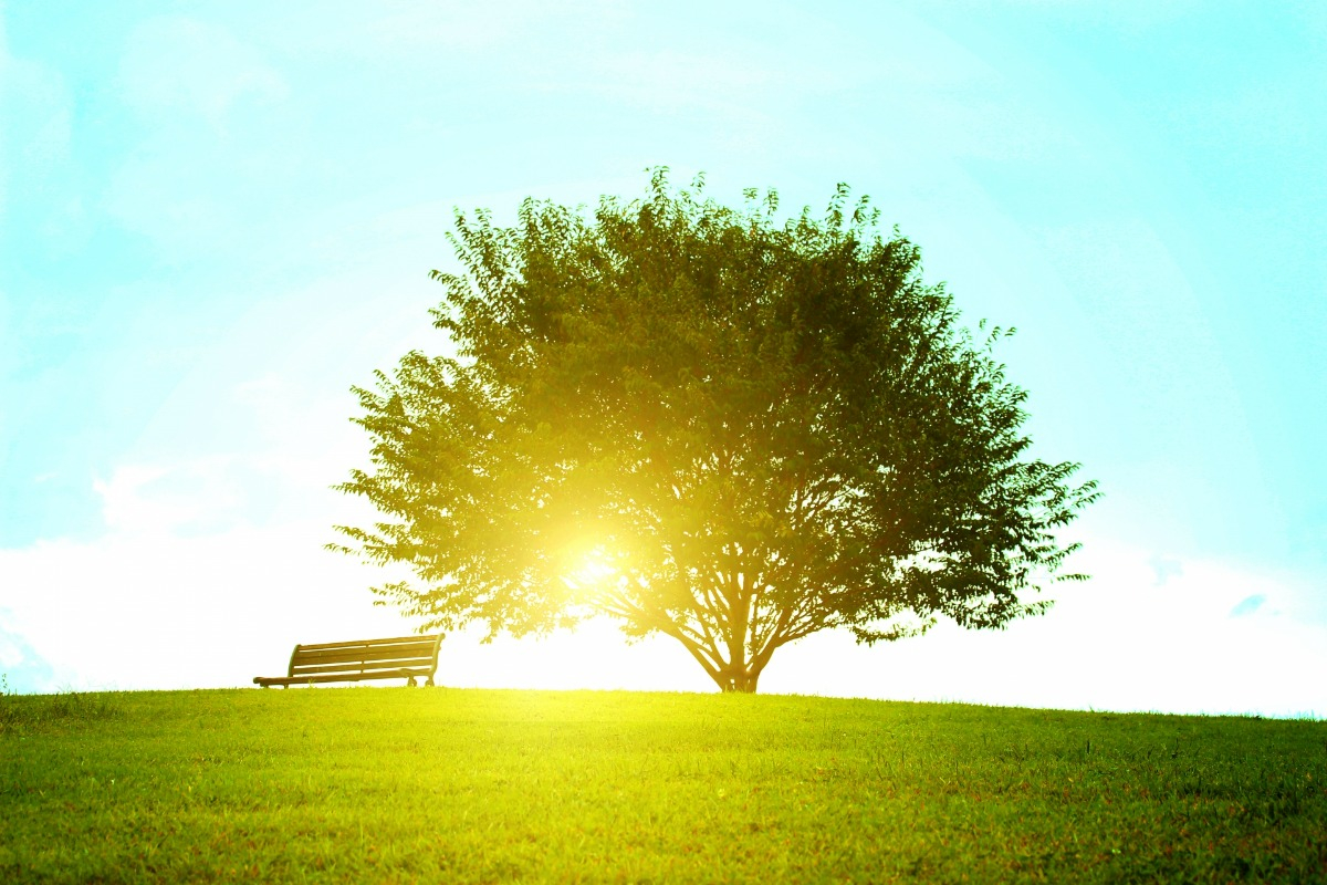 陽光穿過草原平原2