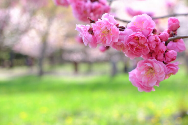 大量的雙重櫻花