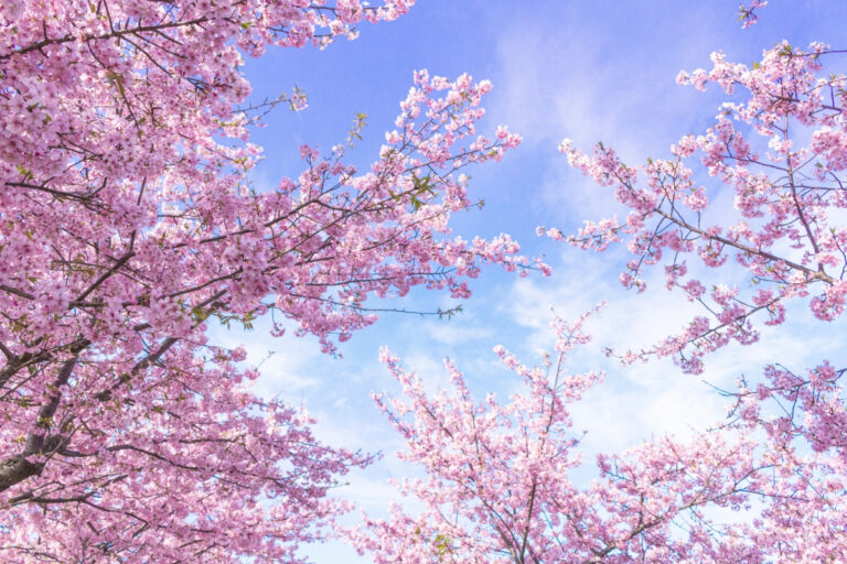 粉色櫻花盛開