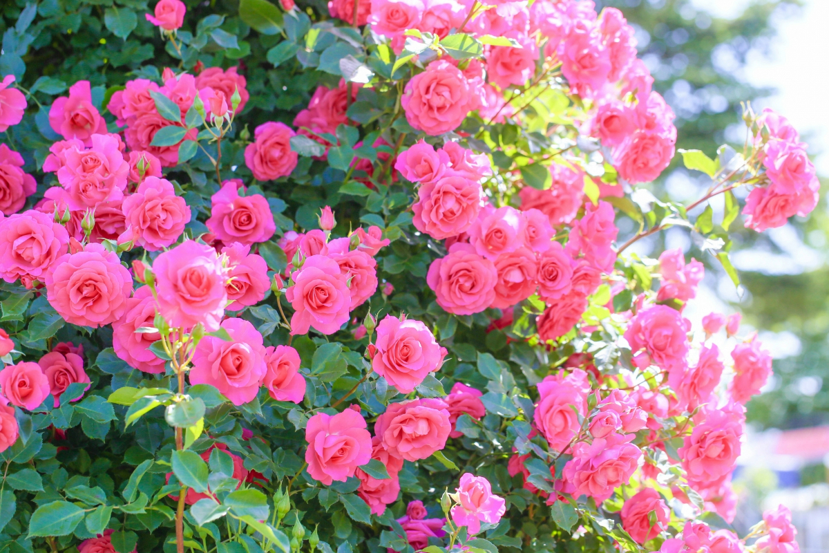 盛開的粉紅色英國玫瑰