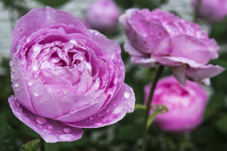 雨中濕的粉紅玫瑰