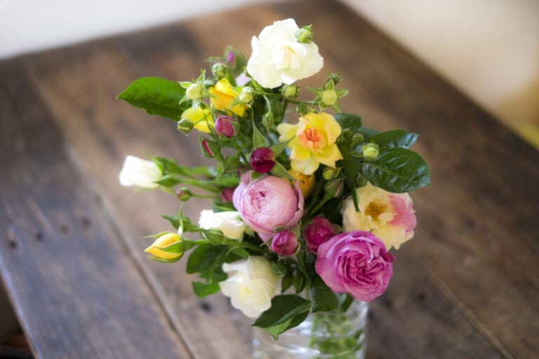 住花園玫瑰插在塑料花瓶裡