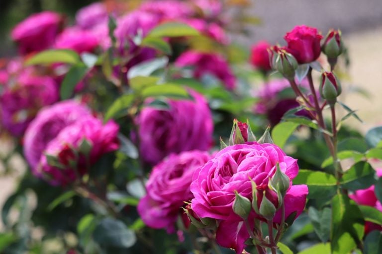 玫瑰花園