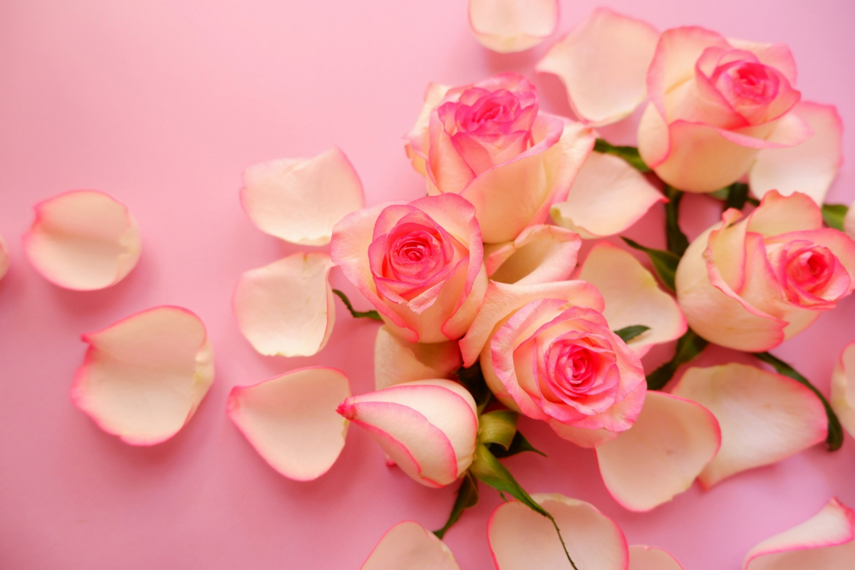 美麗的粉紅色玫瑰花暴風雪和背景材料