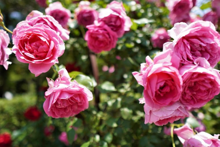 優雅的粉紅玫瑰
