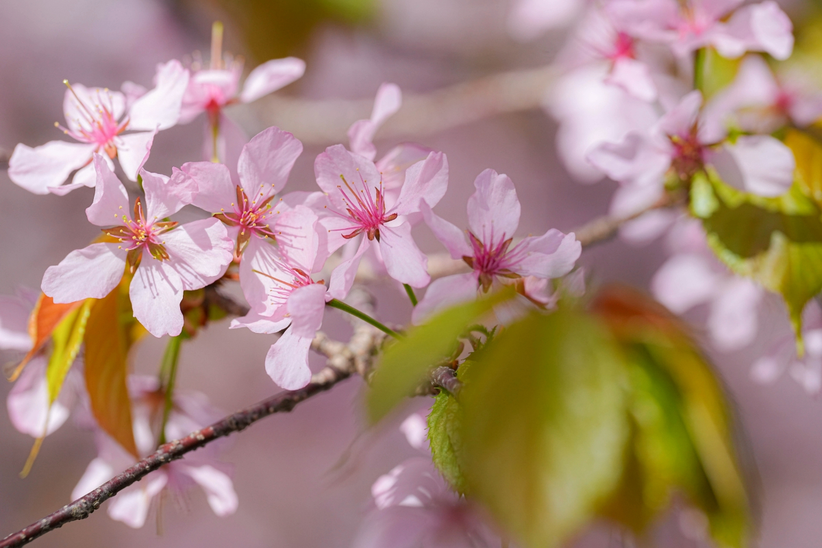 櫻花